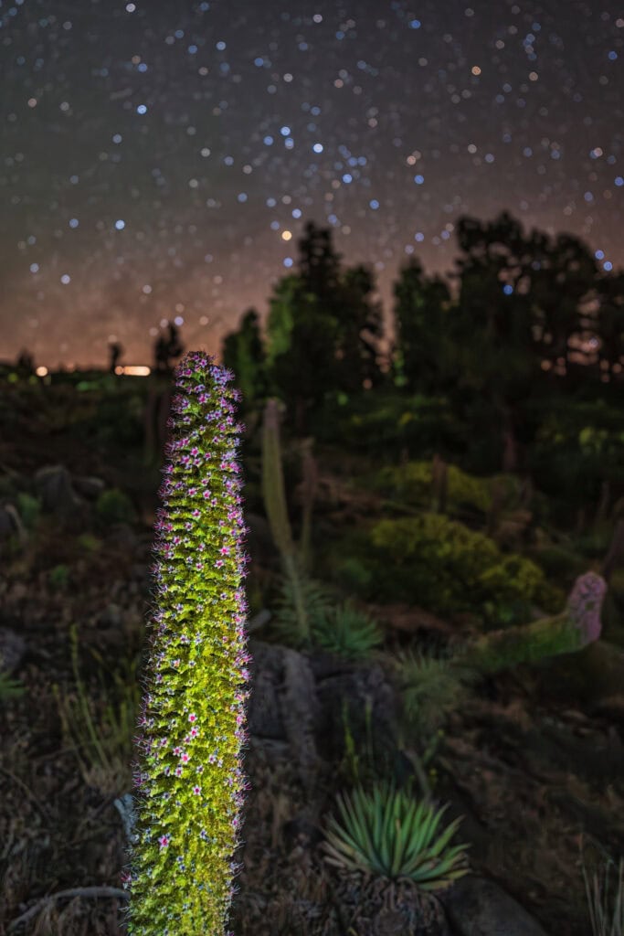 tajinaste noche